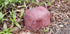Discounted Memorial Rock Urn 1154 Medium Red